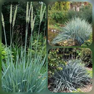 Колосняк пісчаний