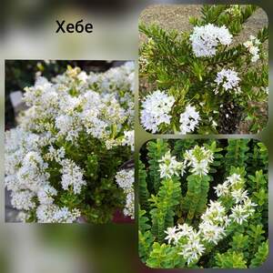 Хебе самшитолиста