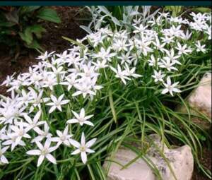 Рястка, птахомлічник