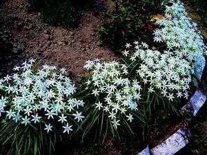 Рястка, птахомлічник