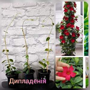 Дипладенія