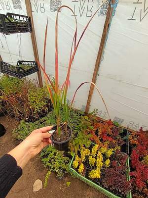 Імперата ред барон