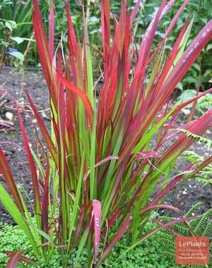 Імперата ред барон