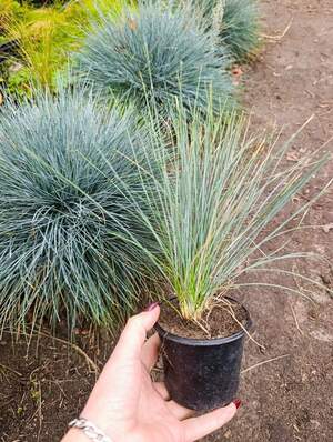 Вівсяниця сиза