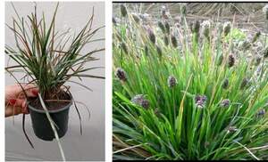 Сеслерія блакитна