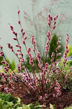 Верба маунт асо