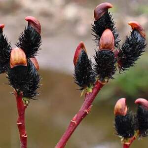 Верба меланостахіс