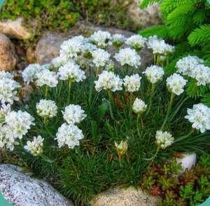 Армерія біла