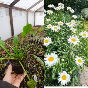 Ромашка великоквіткова