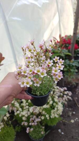 Ломикамінь