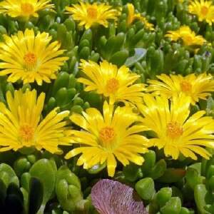 Делосперма жовта