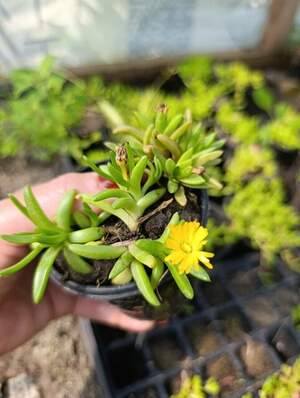 Делосперма жовта