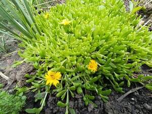 Делосперма жовта