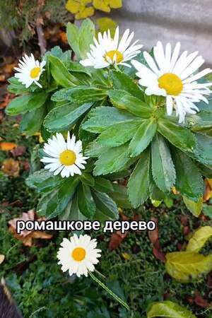 Ромашка деревоподібна