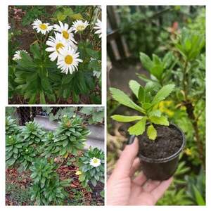 Ромашка деревоподібна