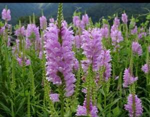 Фізостегія рожева