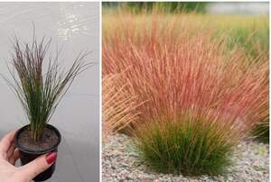 Фестука волберга