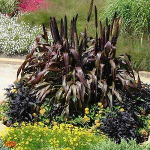 Африканське просо (20  насінин )