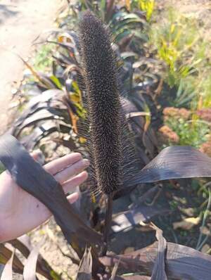 Африканське просо (20  насінин )