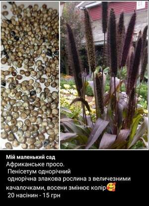 Африканське просо (20  насінин )