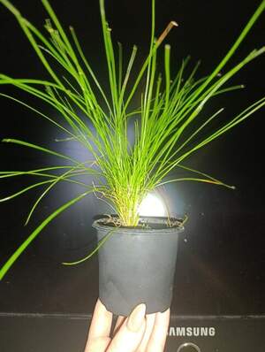 Ізолепсіс Бризки шампанського