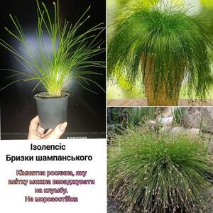 Ізолепсіс Бризки шампанського