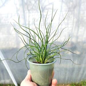 Джункус спіральний