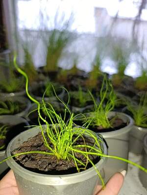 Джункус спіральний