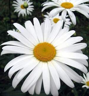 Ромашка великоквіткова