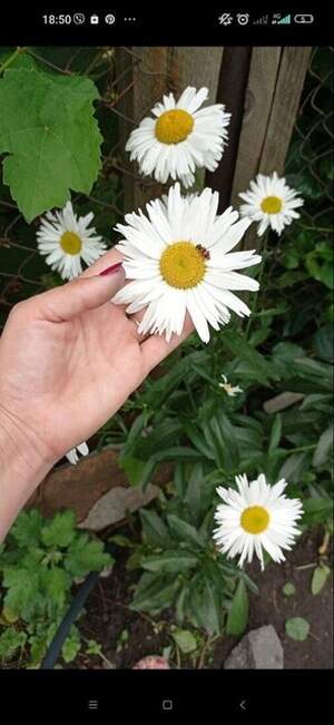 Ромашка великоквіткова