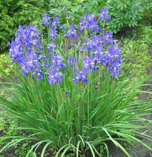 Ірис сибірський