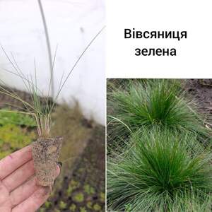 Вівсяниця зелена ( касетна розсада)
