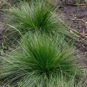 Вівсяниця зелена