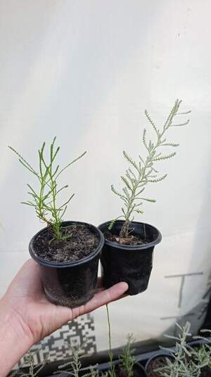 Сантоліна сиза