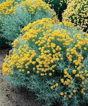 Сантоліна сиза