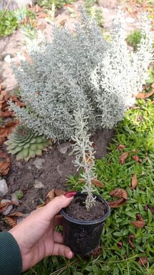 Сантоліна сиза