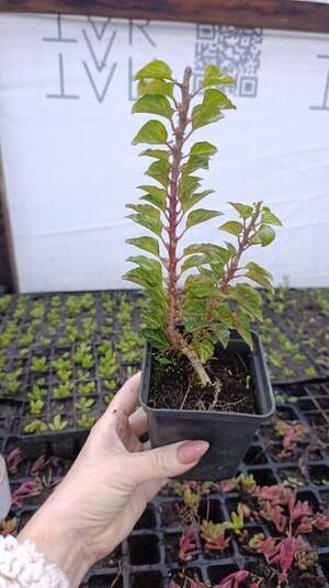 Плющ Еректа