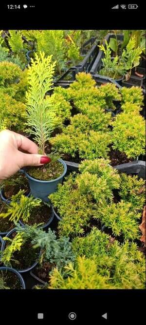 Кіпарисовик івоне