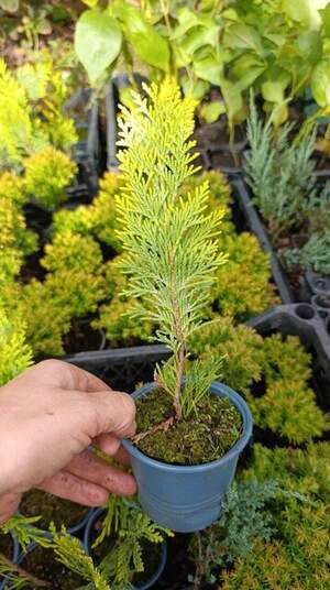 Кіпарисовик івоне