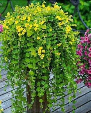 Лізімахія , Вербейник монетний