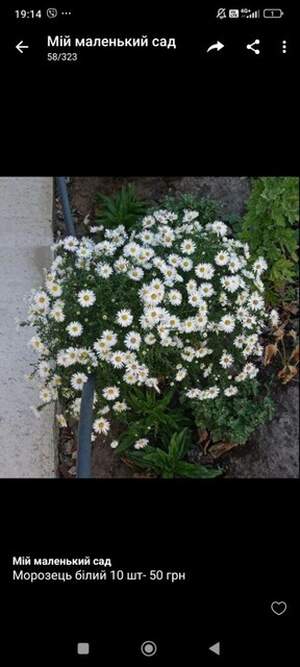 Морозець осіння багаторічна айстра