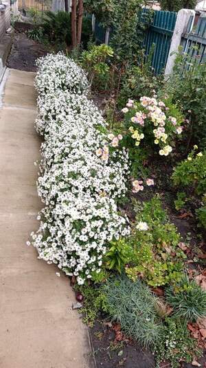 Морозець осіння багаторічна айстра