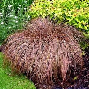 Осока бронзова