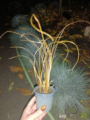 Осока бронзова