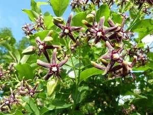 Періплока -обвійник