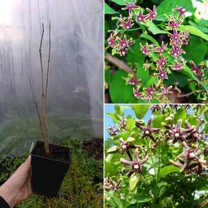 Періплока -обвійник