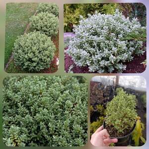 Хебе товстолиста