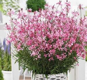 Гаура касетна розсада (набір 4 сорти) мікс