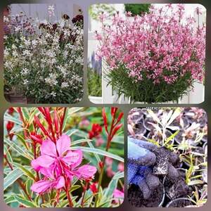 Гаура касетна розсада (набір 4 сорти) мікс